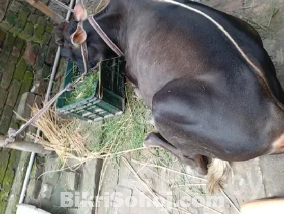 কুরবানীর গরু